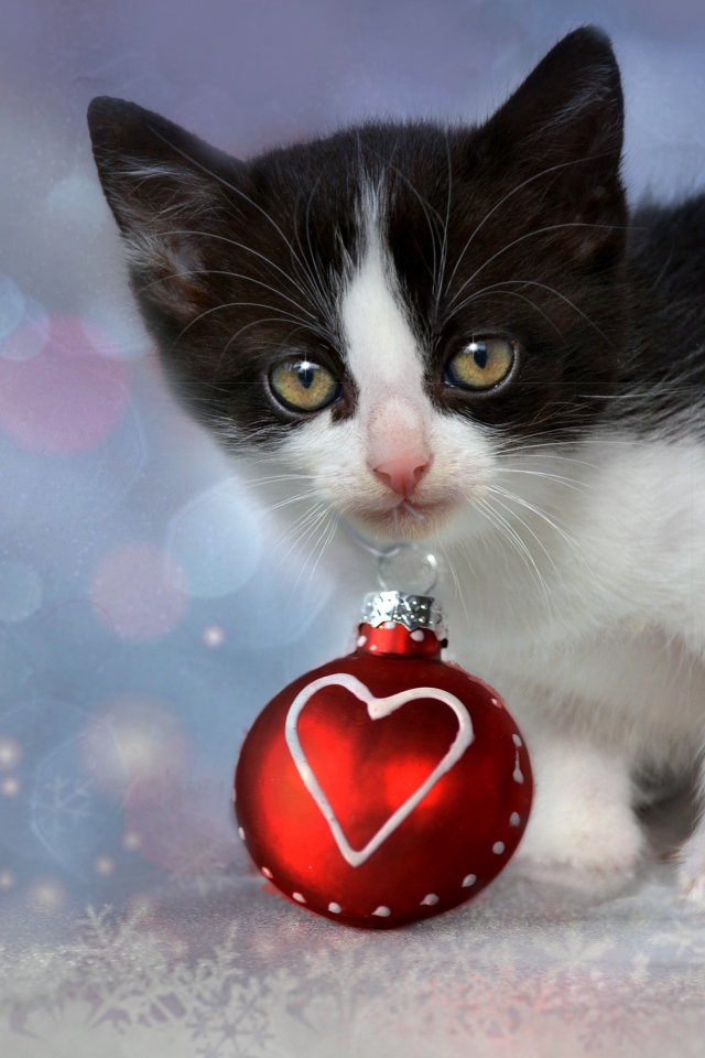 Маленький котенок с красным елочным шариком в зубах