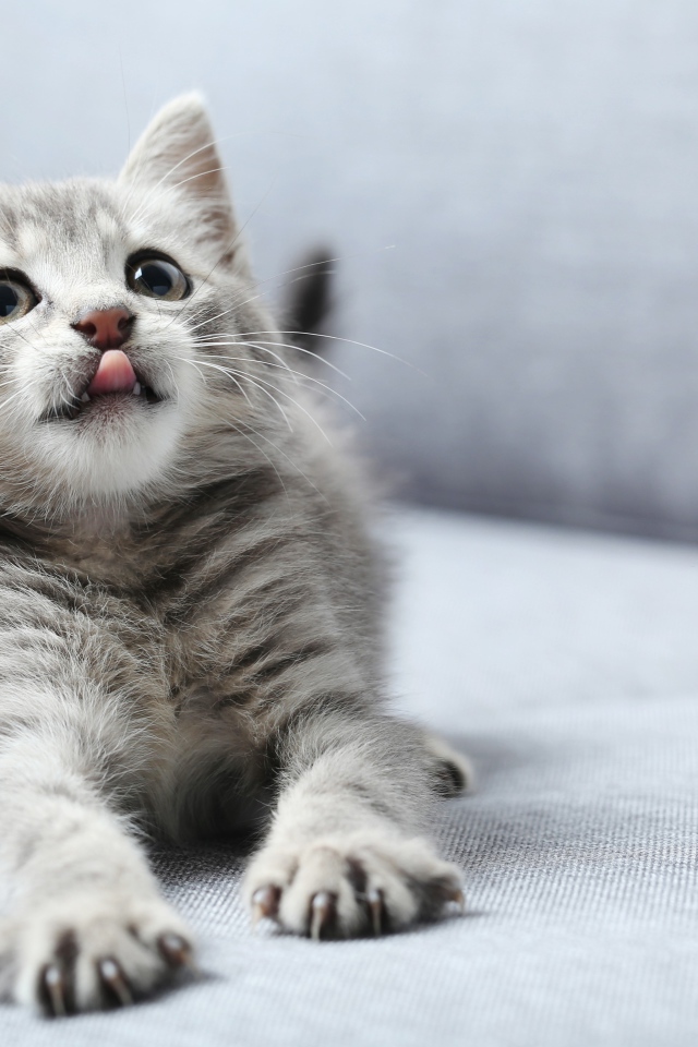 Маленький котенок с высунутым языком