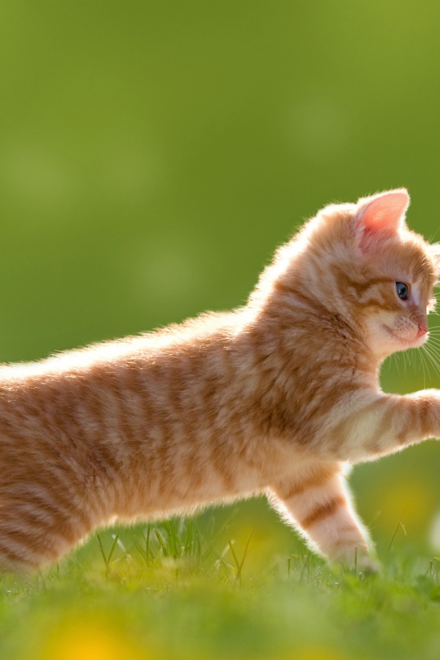 Маленький рыжий котенок с цветами одуванчика на зеленой траве