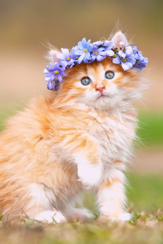 Маленький рыжий котенок с цветами на голове