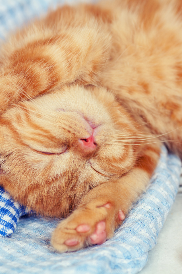 Маленький спящий рыжий котенок 