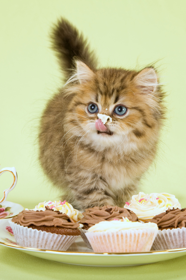 Милый котенок ест пирожное с кремом