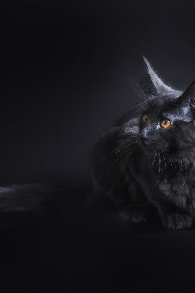 Кот породы мейн кун на сером фоне