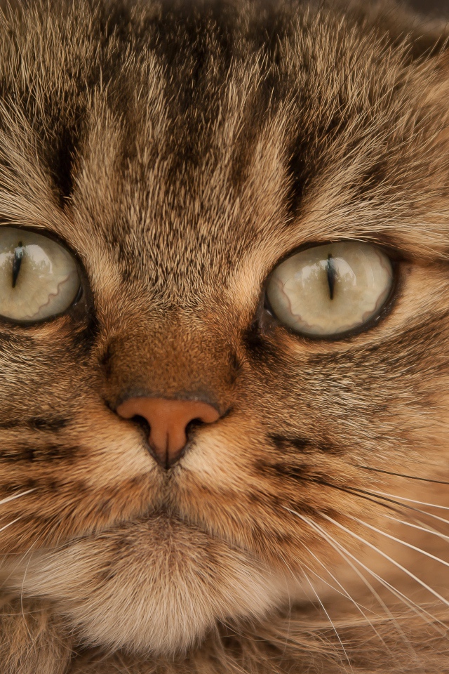 Морда большой пушистой серой кошки