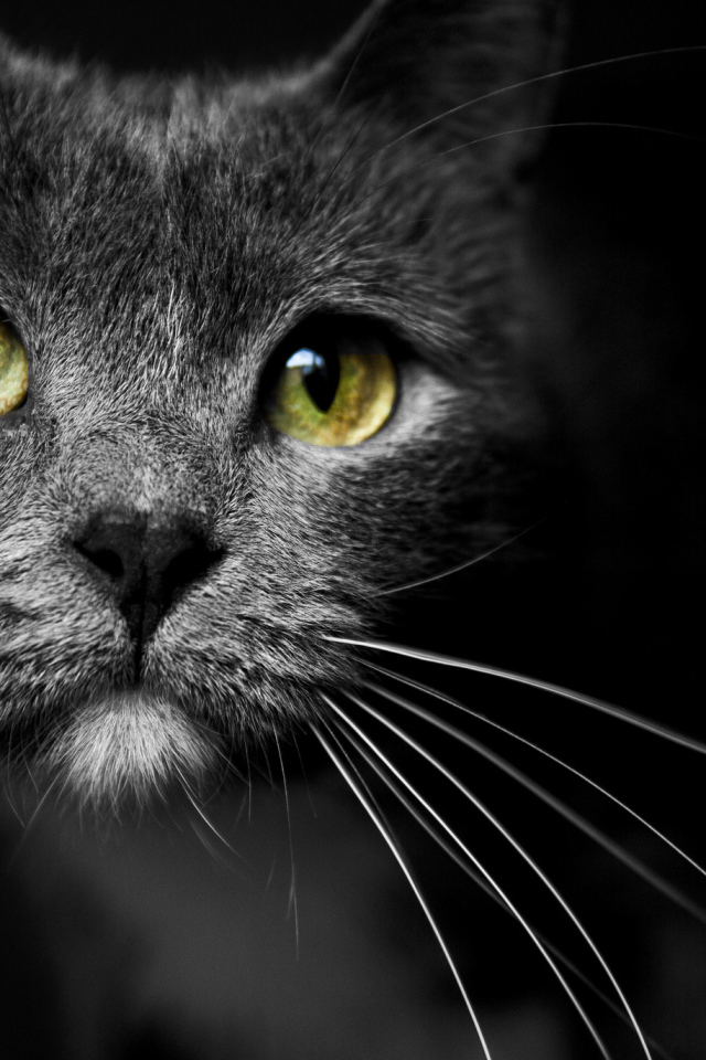 Морда кота с зелеными глазами 