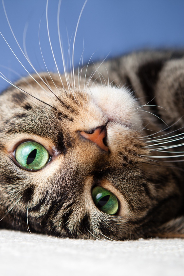 Морда серого полосатого кота с зелеными глазами 