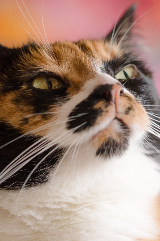 Морда кошки черепахового окраса