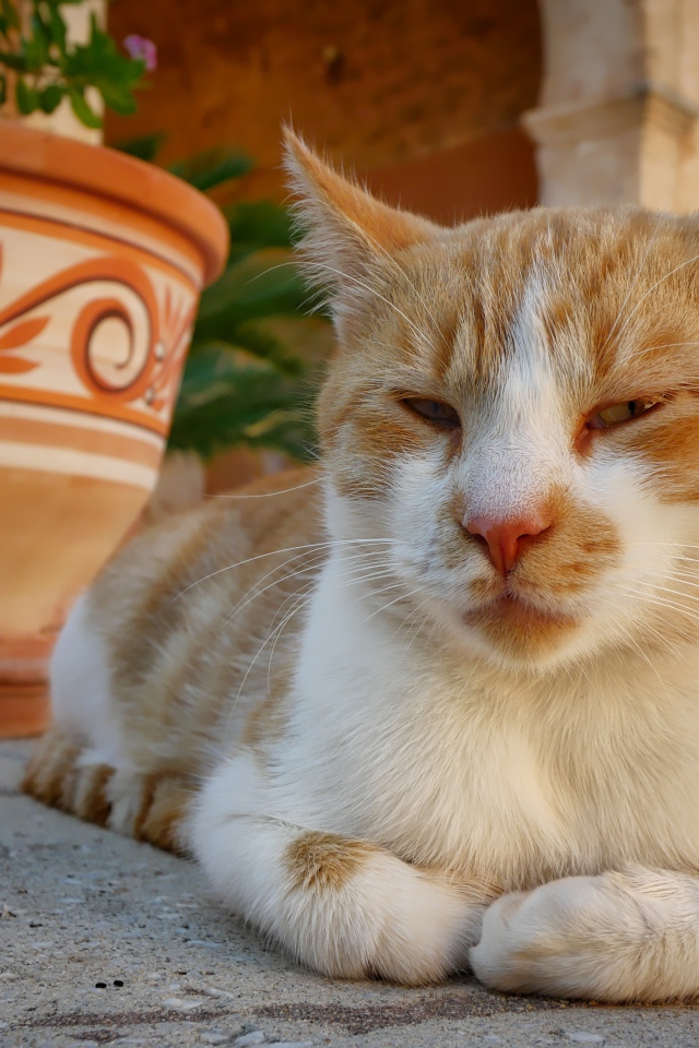 Рыже-белая кошка лежит на дороге у кувшина