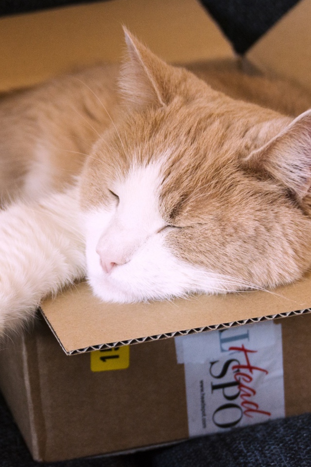 Рыжий кот спит в картонной коробке 