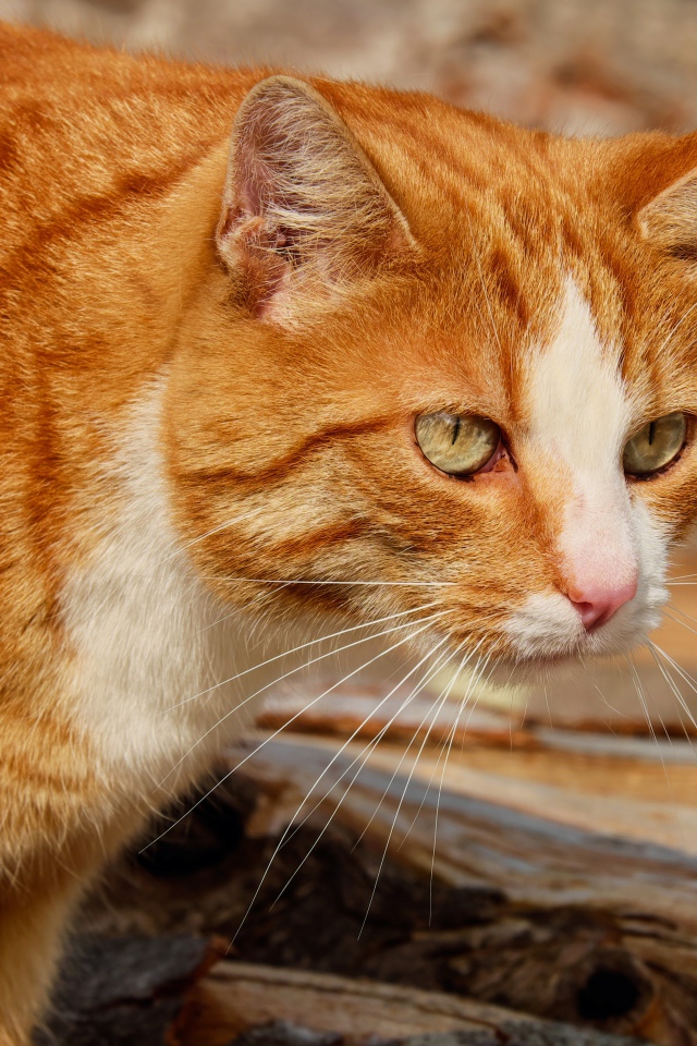 Красная макрель табби кошка