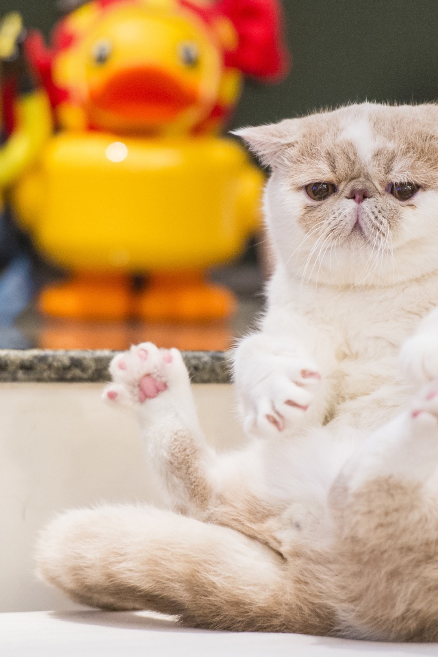 Грустный кот породы экзотическая короткошёрстная кошка