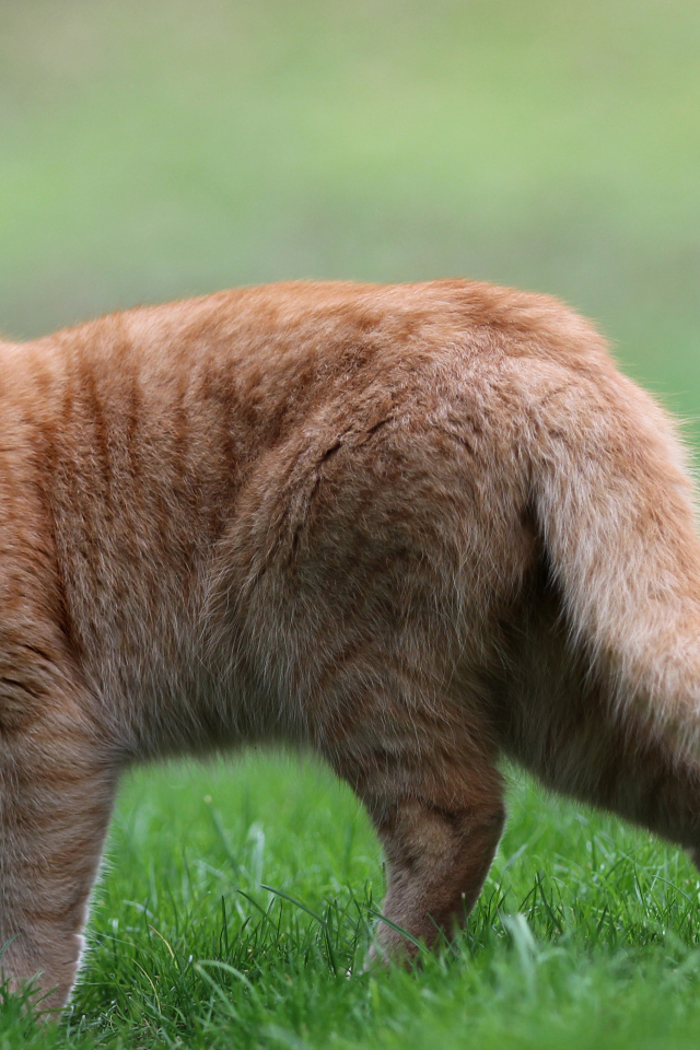 Грустный рыжий кот стоит на зеленой траве