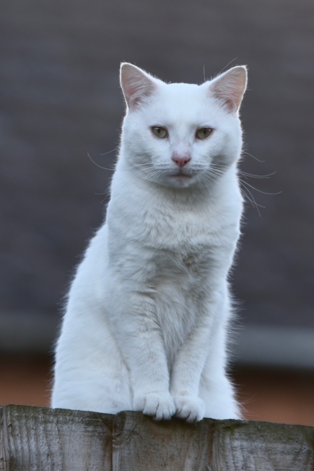 Грустный белый кот сидит на заборе