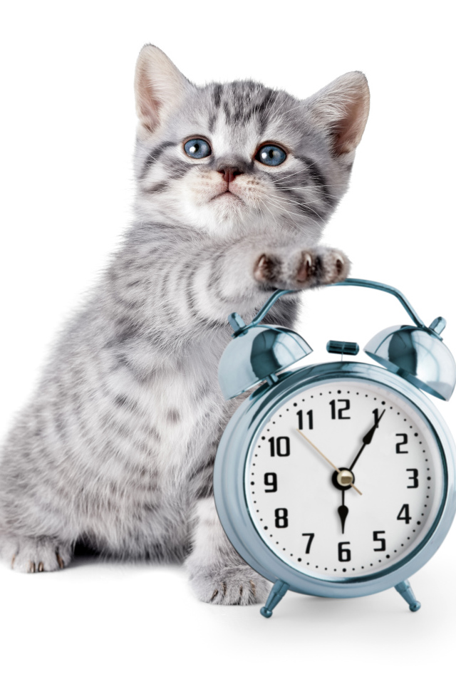 Маленький серый котенок будильником на белом фоне
