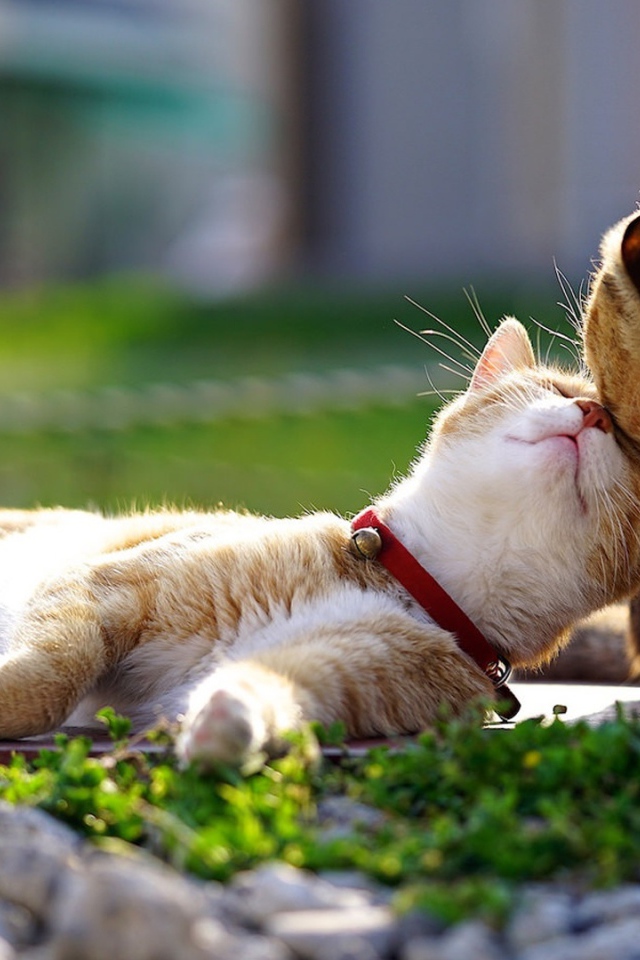 Весенняя кошачья любовь 