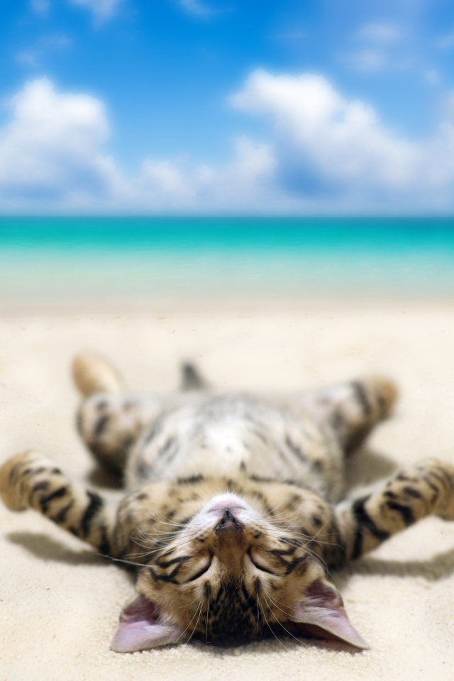 Полосатый котенок загорает на морском пляже