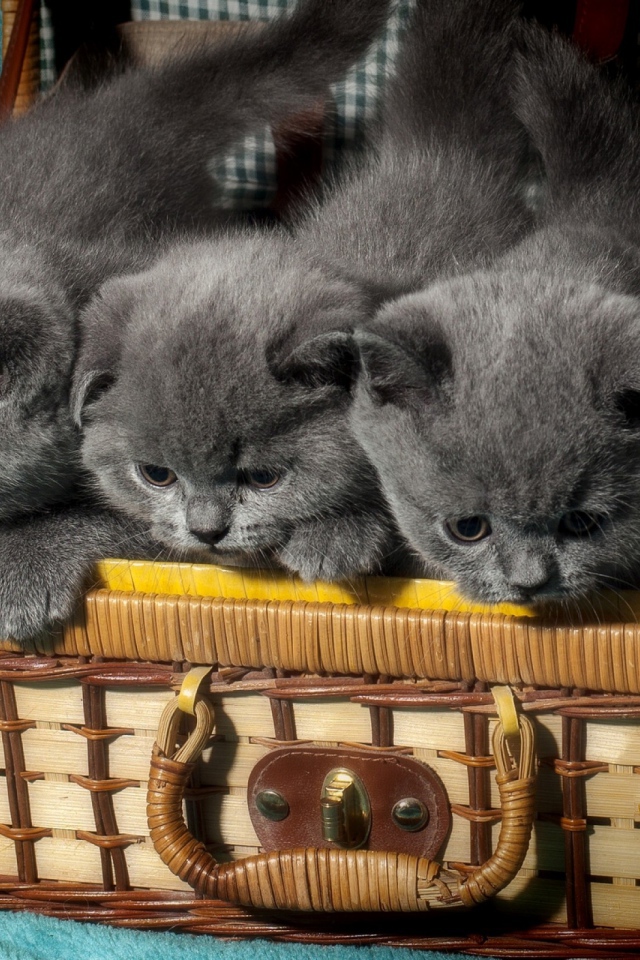 Чемодан с милыми маленькими британскими котятами