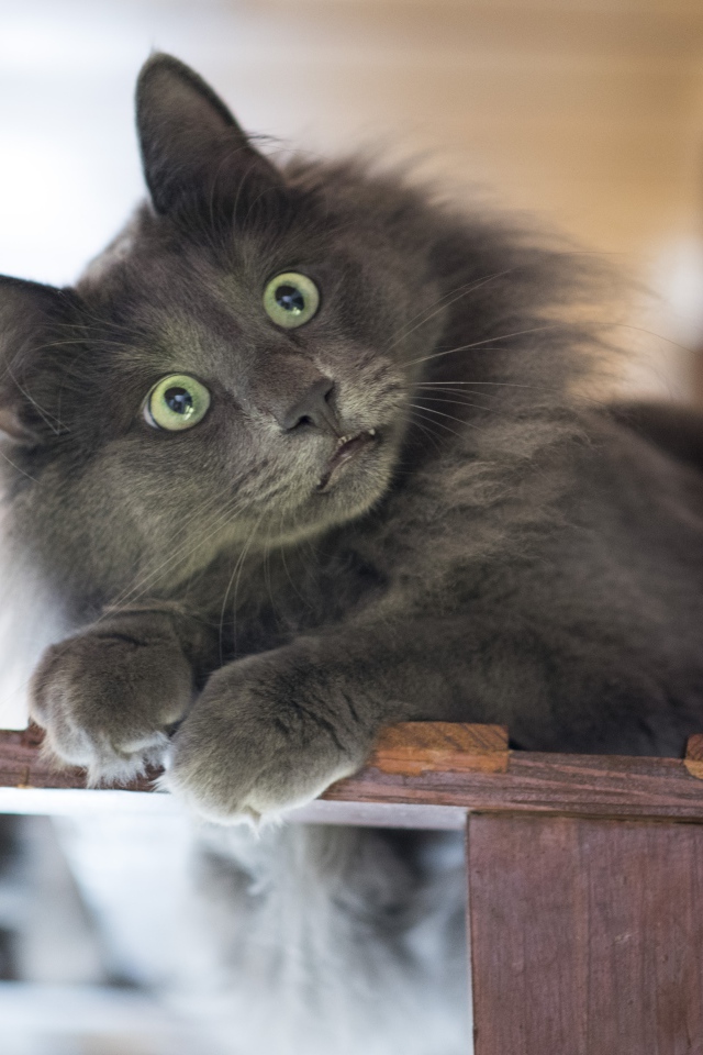 Удивленный взгляд зеленоглазого серого кота