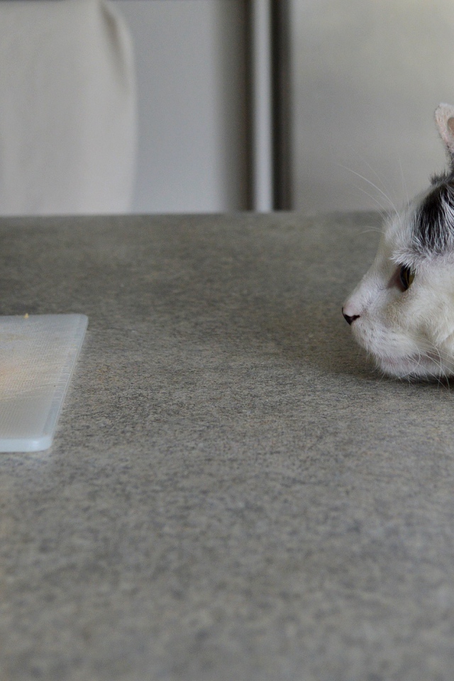 Кот смотрит на кусок сыра на столе