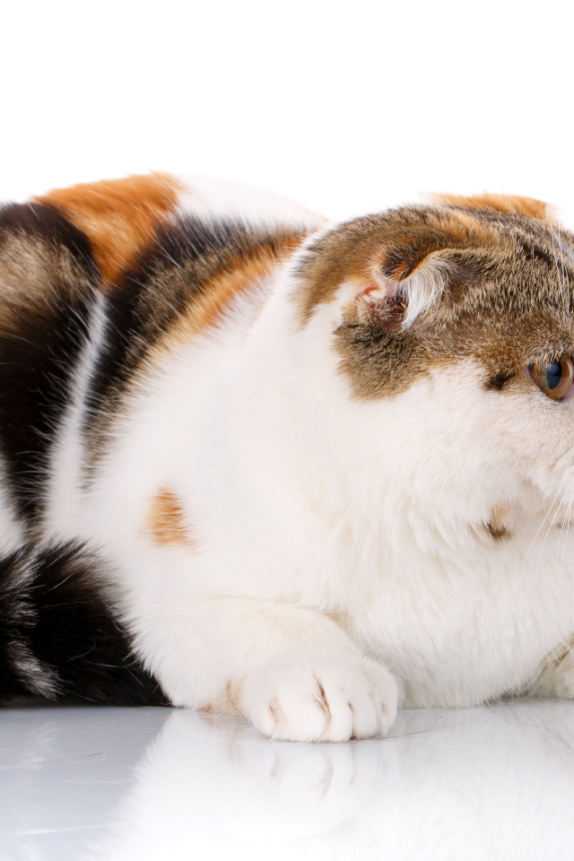 Трехцветная кошка породы Скоттиш-фолд на белом фоне