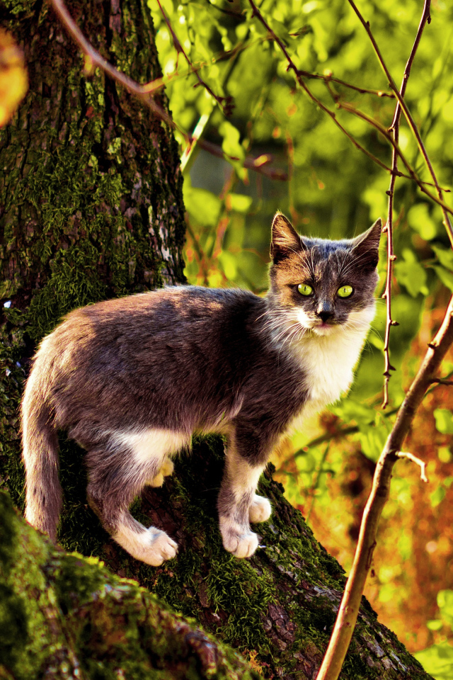 Трехцветная кошка на дереве осенью