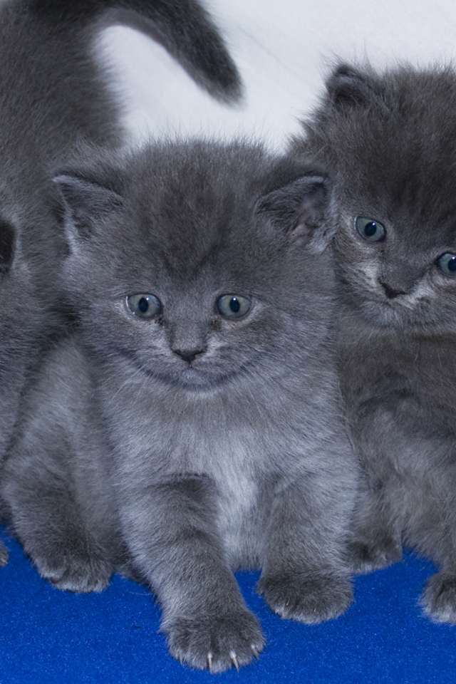 Три маленьких забавных серых котенка 