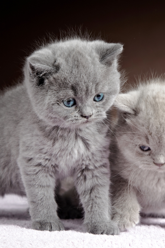 Два милых котенка британца