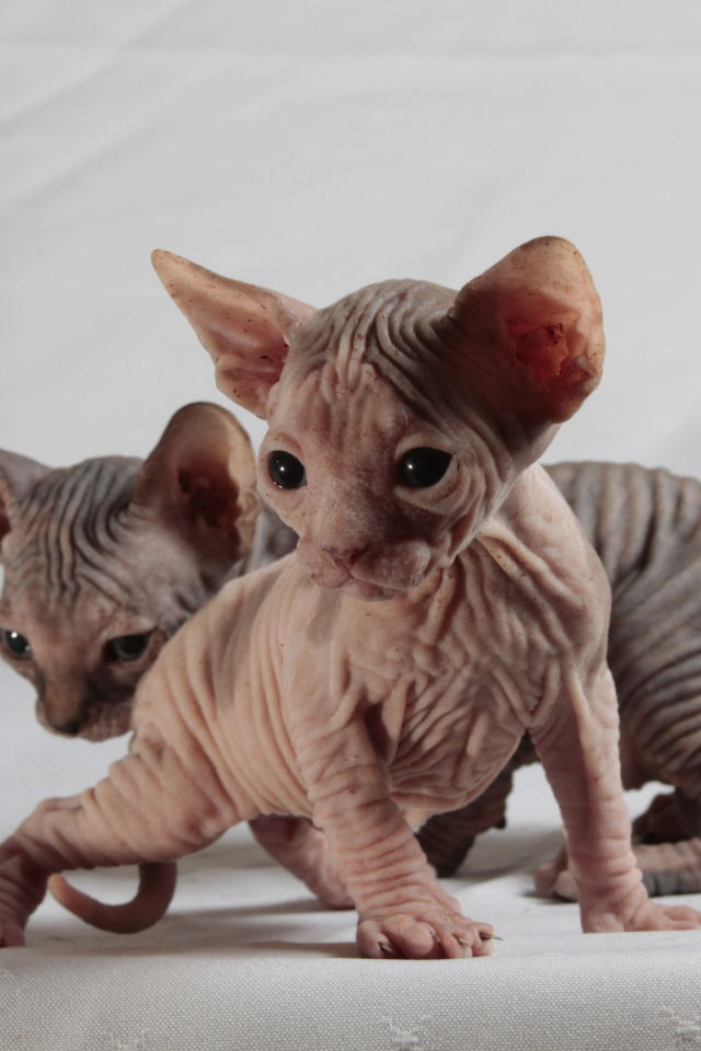 Два милых котенка породы сфинкс на сером фоне