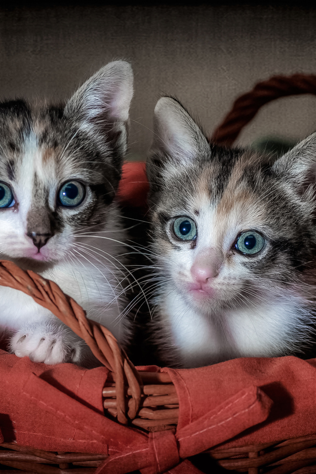 Два милых серых котенка сидят в корзине