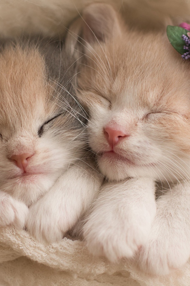 Два милых маленьких котенка 