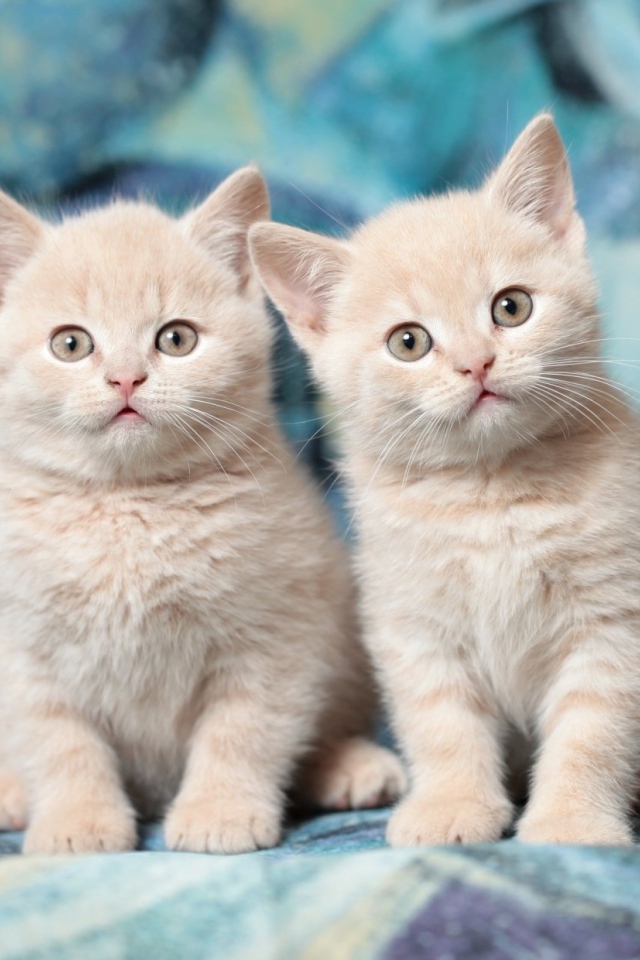Два милых маленьких рыжих котенка 