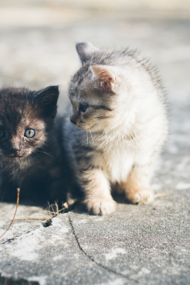 Два маленьких милых котенка сидят на дороге