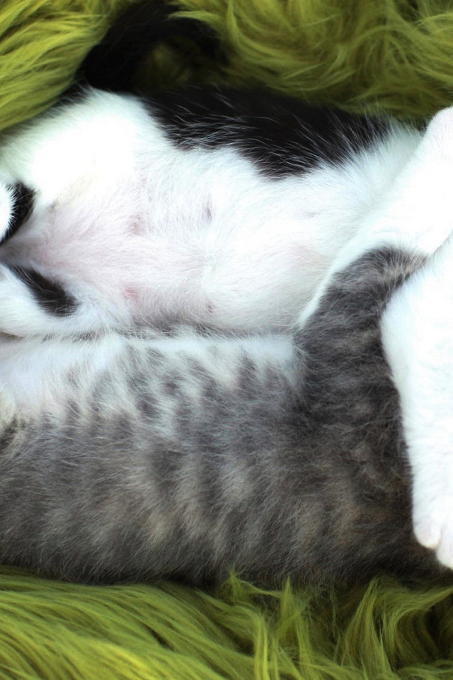 Два маленьких забавных котенка спят обнявшись