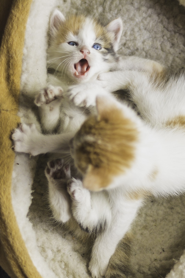 Два маленьких забавных котенка 