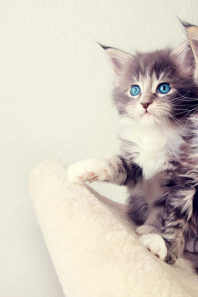 Два маленьких голубоглазых котенка 