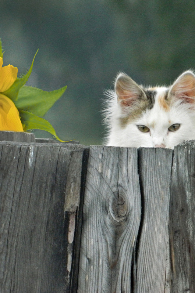 Белый кот выглядывает из-за забора