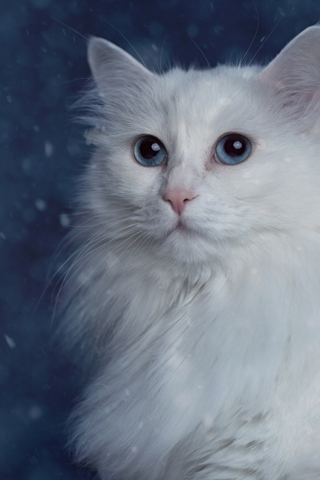 Белый пушистый красивый кот с голубыми глазами