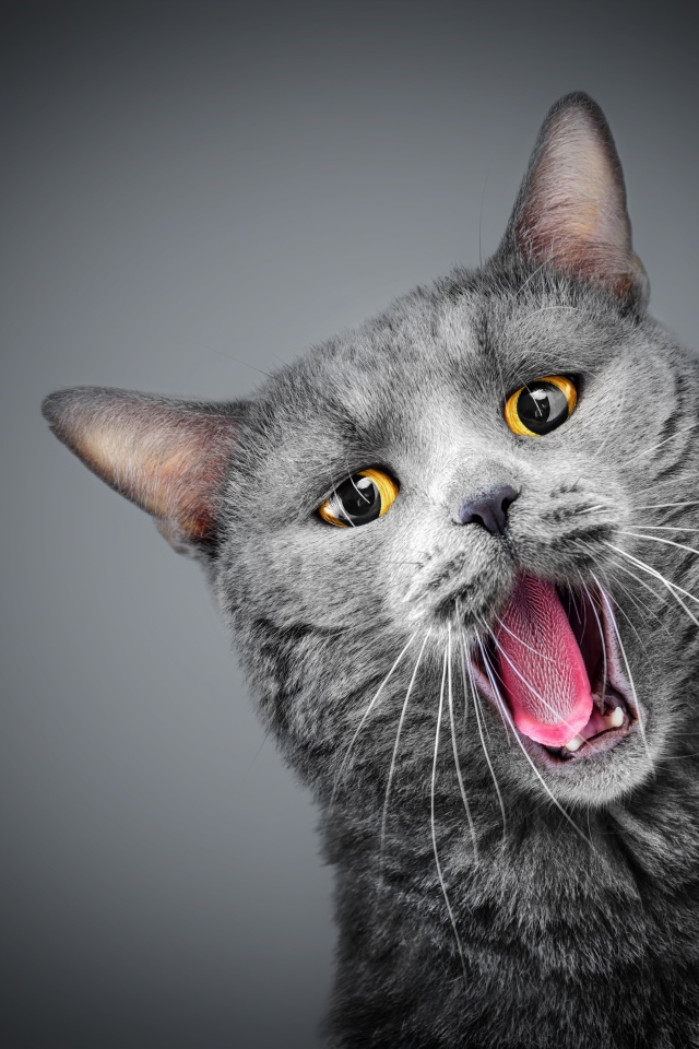 Зевающий серый кот с желтыми глазами
