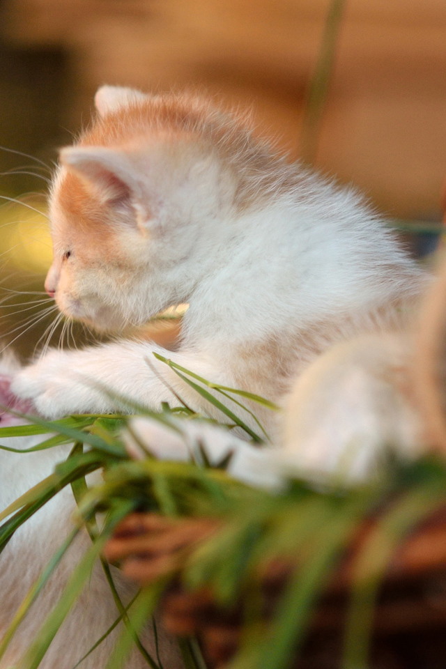 Два маленьких котенка играют 