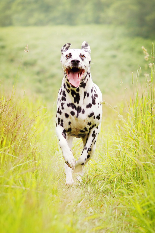 Собака породы далматин бежит по зеленой траве 