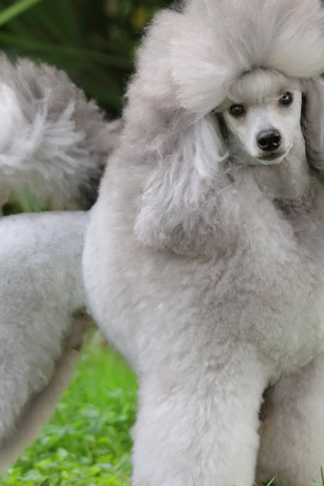 Красивый пушистый серый пудель позирует