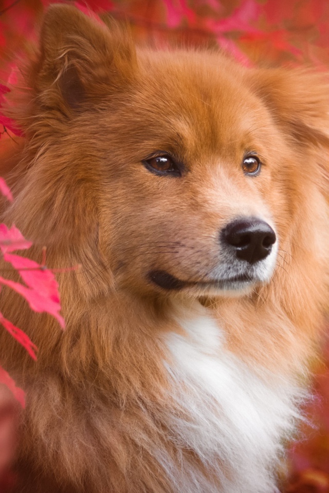 Большая рыжая собака с грустной мордой