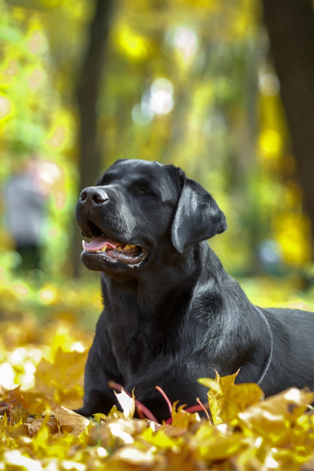 Черный лабрадор отдыхает на опавшей желтой листве