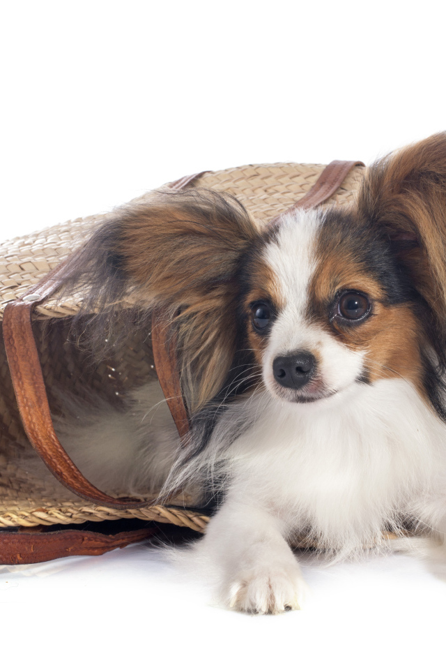 Собака чихуахуа лежит в соломенной корзинке на белом фоне