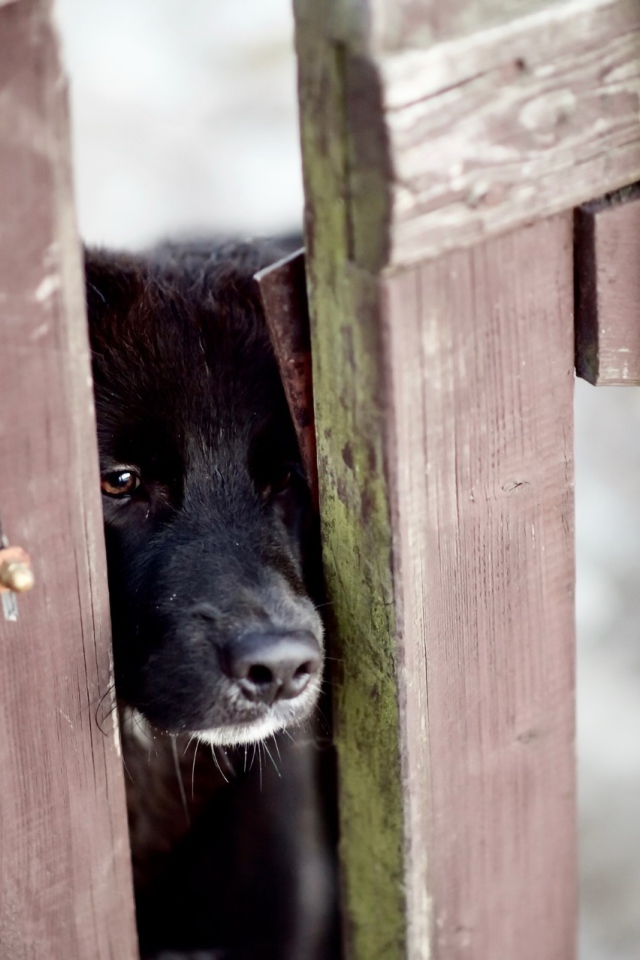 Любопытный черный пес заглядывает в щель в заборе