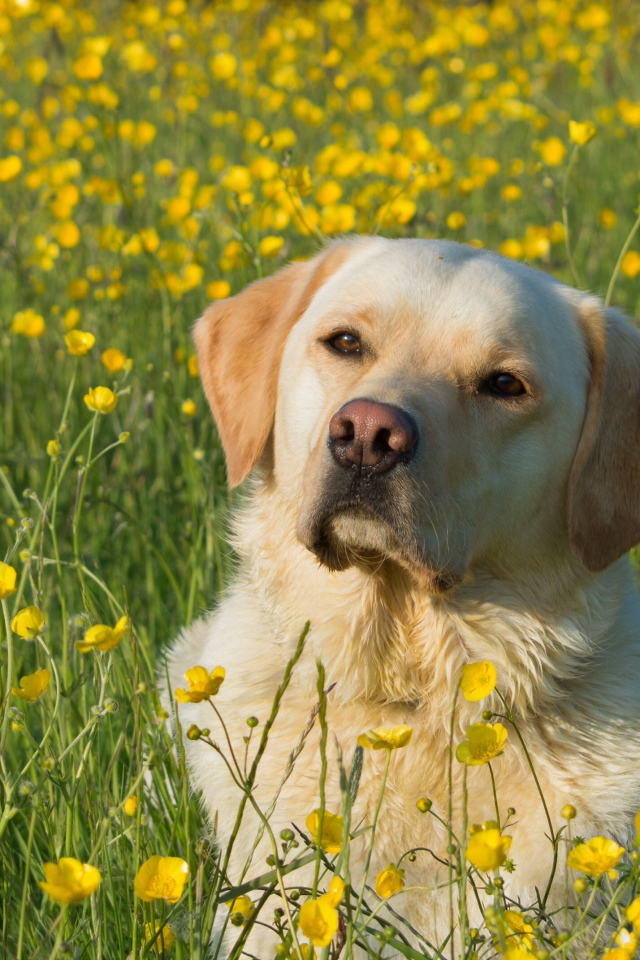 Собака породы золотистый ретривер сидит в поле желтых лютиков