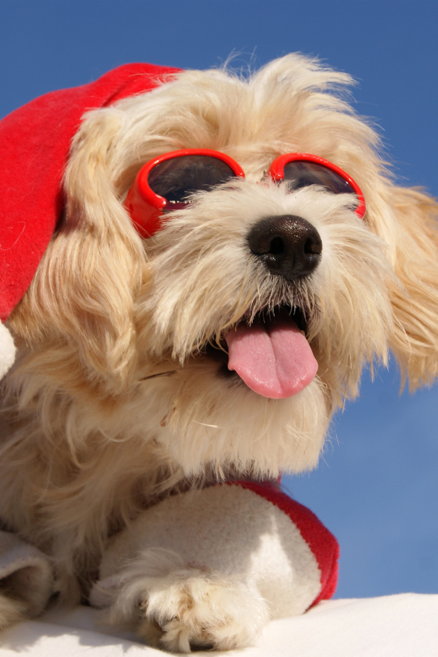 Собака в костюме Санты с высунутым языком в солнечных очках
