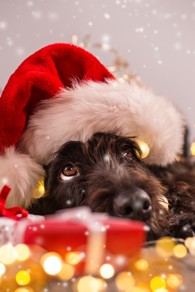 Собака в новогоднем костюме, символ Нового года 2018