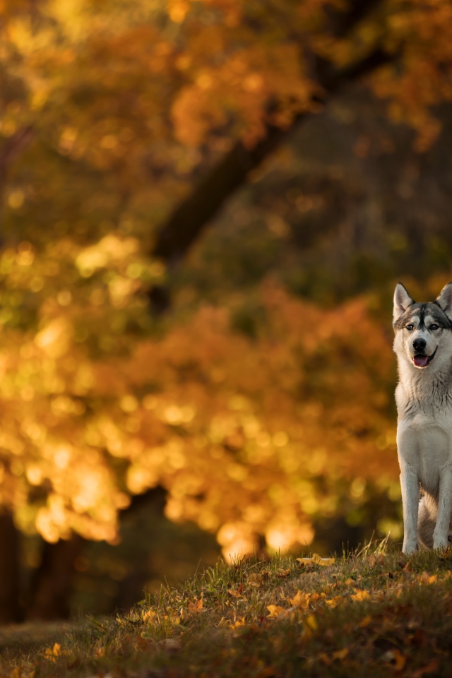 Собака породы хаски сидит на поляне в осеннем парке
