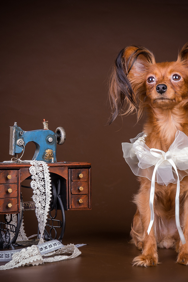 Собака породы русский той терьер позирует в наряде